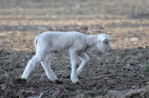 sheeps at winter time photo