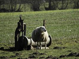 sheeps on a meadow in westphalia photo