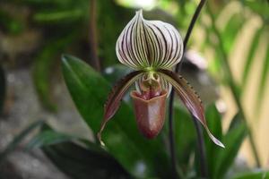 White and Red Speckled Orchid Blossom Blooming photo