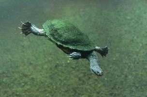 Snake Necked Turtle Diving into Deep Dingy Water photo