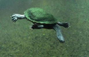 Snake Neck Turtle Diving Deep Under Water photo