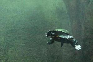 tortuga de cuello de serpiente nadando bajo el agua foto