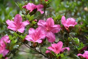 hermoso arbusto de azalea rosa floreciente en un jardín foto