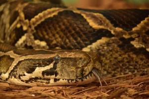 Burmese Python Snake Sticking Out a Forked Tongue photo