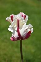 Ruffled White and Red Parrot Tulip Flowering in the Spring photo