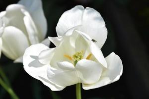 hermosa flor de tulipán blanco con un mosquito foto