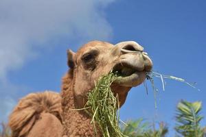 Hay Hanging From the Mouth of a Camel photo