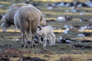 sheeps at winter time photo