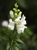 Summer time in a german garden photo