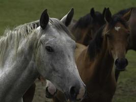 wild horses on a meadow in westphalia photo