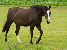 horses on a german meadow photo