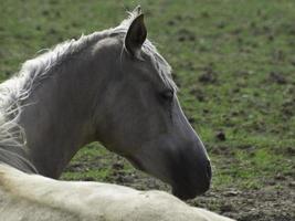 Beautifull horses in germany photo