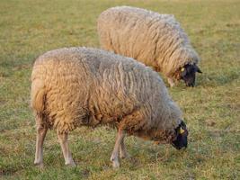 sheeps on a meadow photo