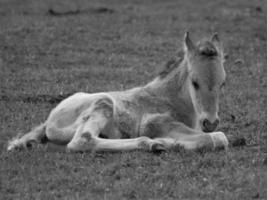 wild horses in germany photo