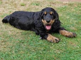 pequeño cocker spaniel foto