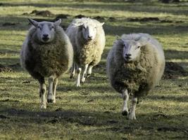 sheeps on a meadow photo