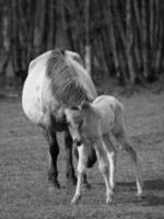 wild horses in westphalia photo