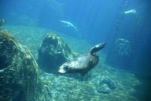 mirando a la cara de un león marino nadando foto