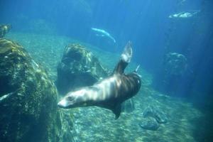 león marino nadando en aguas azules profundas foto