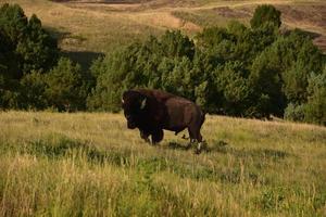 búfalo norteamericano de pie en un campo foto