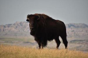 Looking into the Face of a Large Bison photo