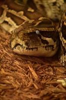 boa constrictor de pitón birmana en astillas de madera foto