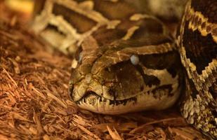 serpiente pitón birmana escamada con piel estampada foto