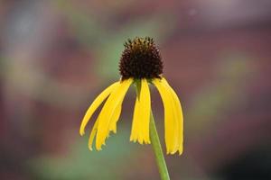 Gorgeous Bright Yellow Coneflower Blooming and Flowering photo