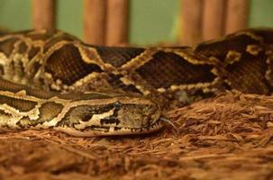 lengua bífida en una serpiente pitón birmana foto