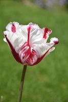 Very Pretty Lone White and Red Striped Parrot Tulip photo