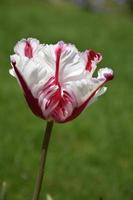 Single Streaked Red and White Parrot Tulip Blossom photo