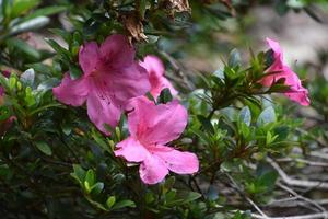 hermoso arbusto de azalea floreciente con grandes flores rosas foto