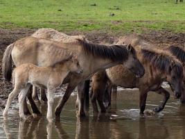 wid horses herd in germany photo