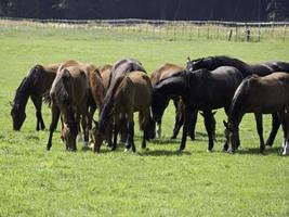 caballos y potros foto