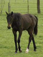 horses on a german meadow photo