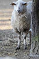 sheeps at winter time photo