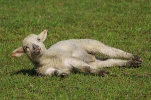 sheeps and lambs photo