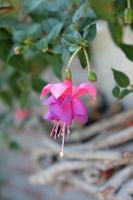 beautifull garden in westphalia photo