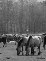 many widl horses photo