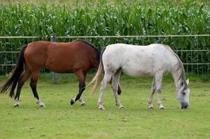 horses on a germa field photo