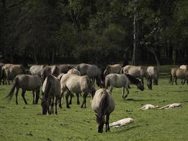 caballos salvajes en westfalia foto