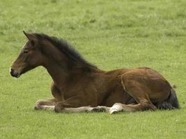 lindos potros y caballos foto