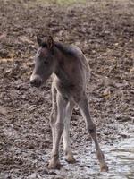 Gran manada de caballos en Alemania foto