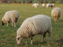 sheep herd in germany photo