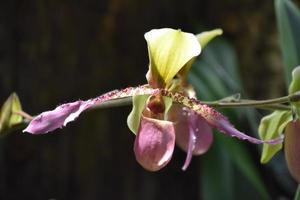 impresionante flor de orquídea rosa y verde claro foto