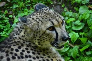 Striking Markings on a Silky Cheetah Cat photo