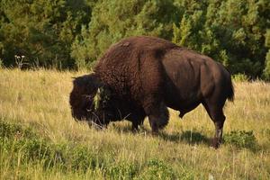 Grazing Bison in a Large Grass Field photo