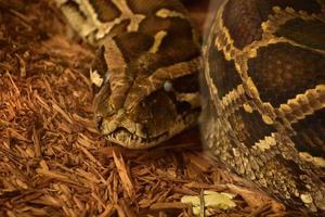 Scarey Looking Python Snake Coiled Up on the Ground photo