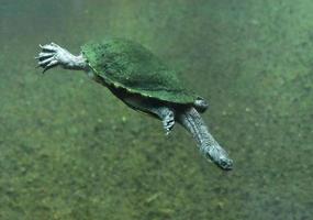 Snake Necked Turtle Diving Deep in Water photo