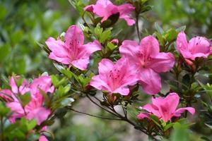 arbusto de azalea rosa brillante que florece y florece foto